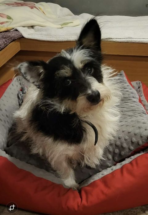 Kropka maleńka psia babcia szuka domku