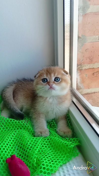 Шикарный вислоухий котик золотая шиншилла