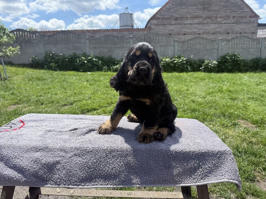 Cocker spaniel angielski