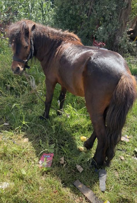 Vendo ponei garrano