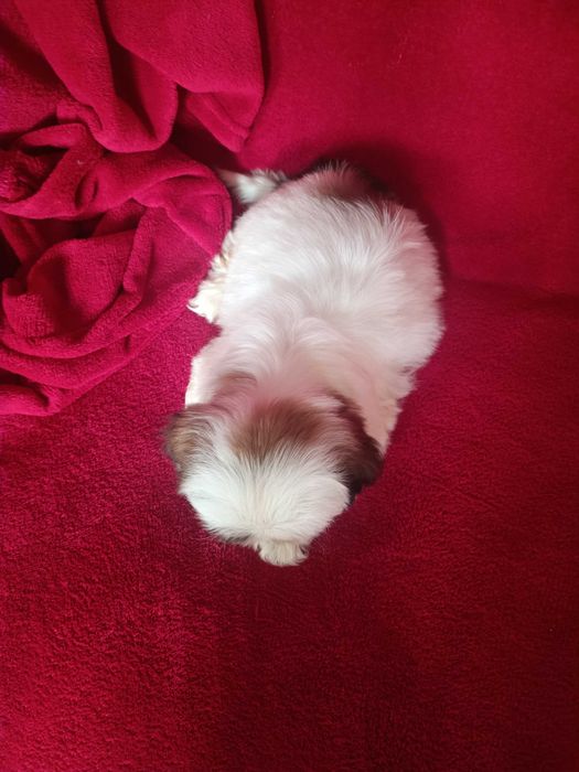 Хлопчики та дівчатка ши тцу, документи КСУ (FCI)