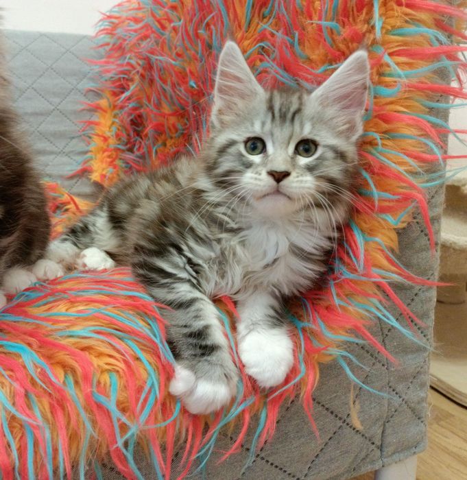 Kochane kociaczki Maine coon