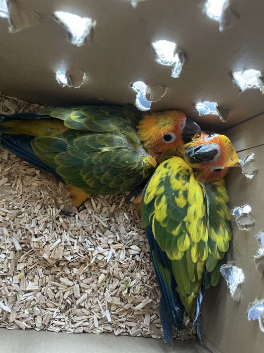 Dois casais de aratingas do sol