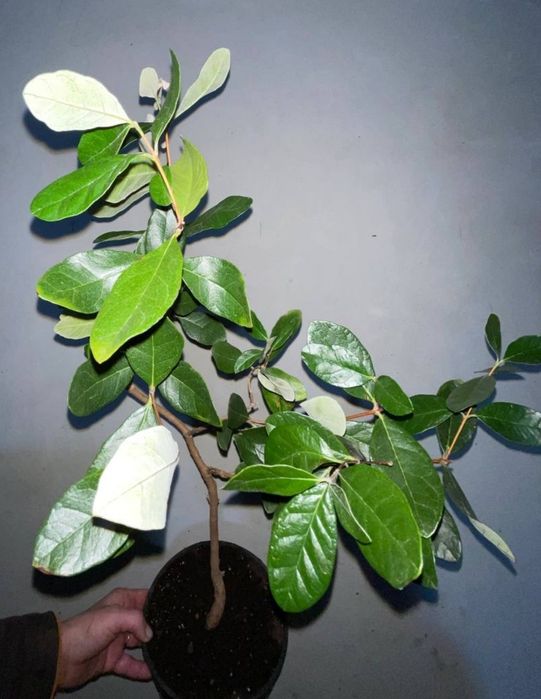 Продам вазон фейхоа