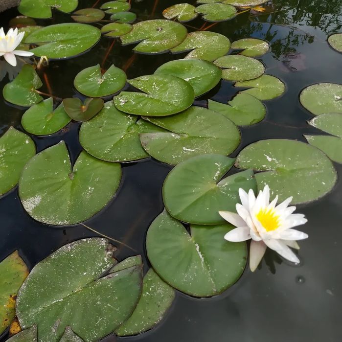 Nenúfar branco em vaso