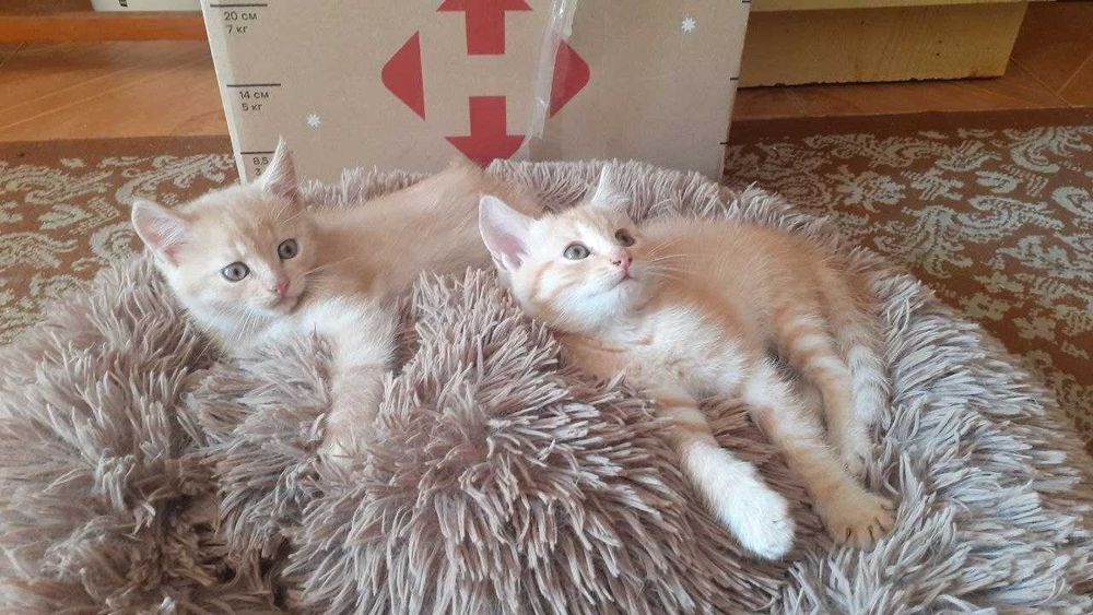 Віддамо котенят в добрі руки