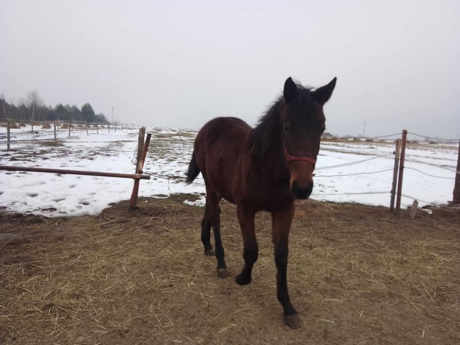 *Sprzedam Klacz Śląską* 7 miesięcy*księga wstępna!