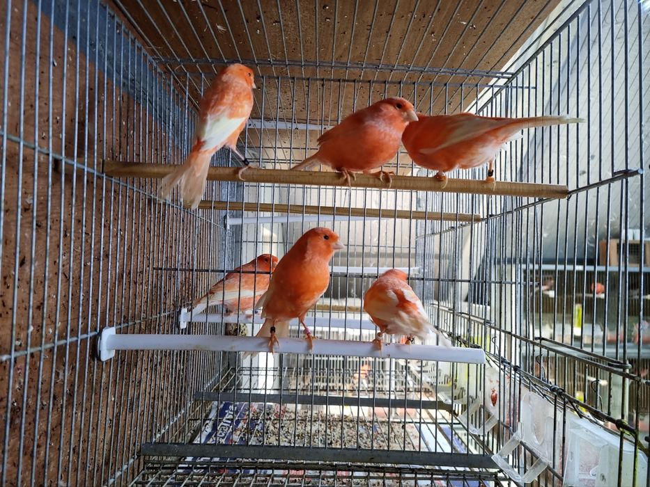 Canários Vermelho