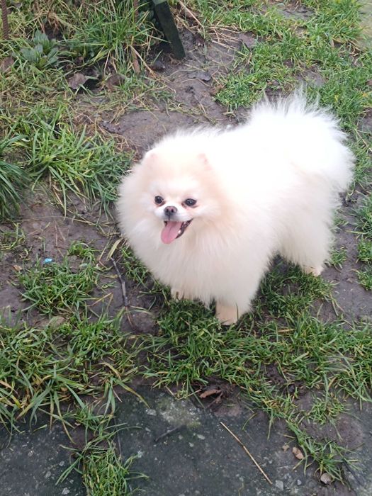 Померанський шпіц