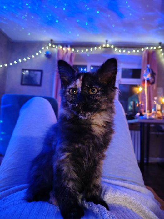 Фантастичні кошенята