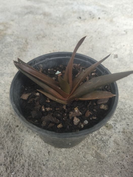 Planta Suculenta