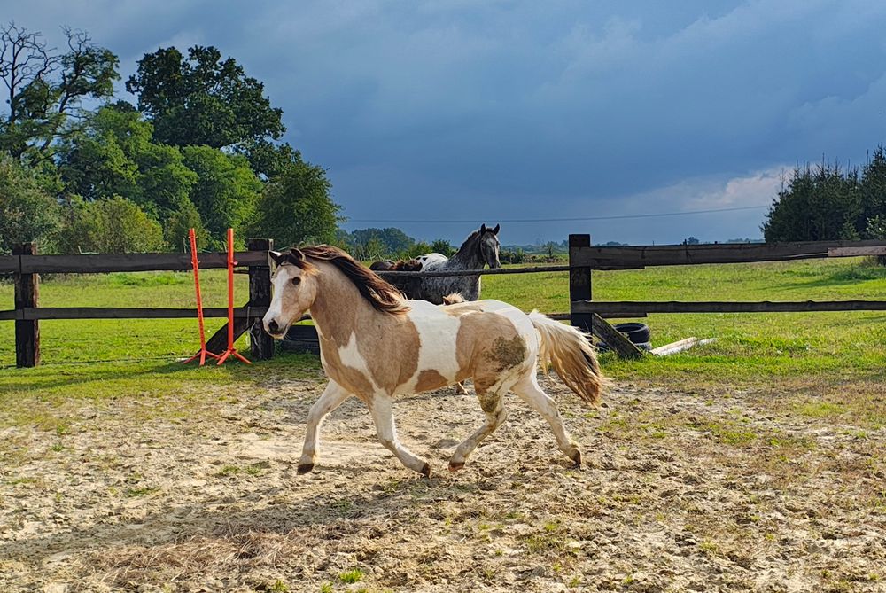 Hipoterapia, jazda konna dla dzieci