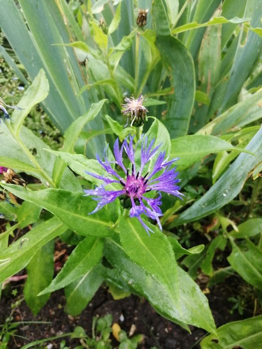 Chabry ogrodowe - sadzonki