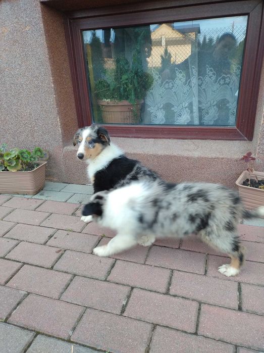 Szczeniak szkocki Collie merle