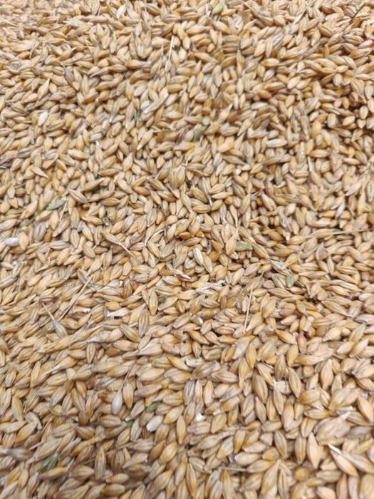 Продам ячмінь  , пшениця новий урожай 2026 року. Є доставка.