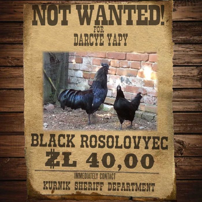 Kogut Czarny Rosołowiec
