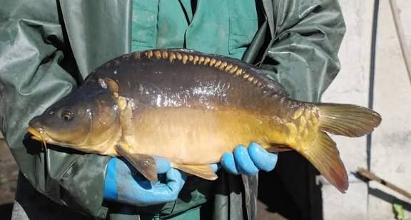 Karp handlowy 1,5-2 kg