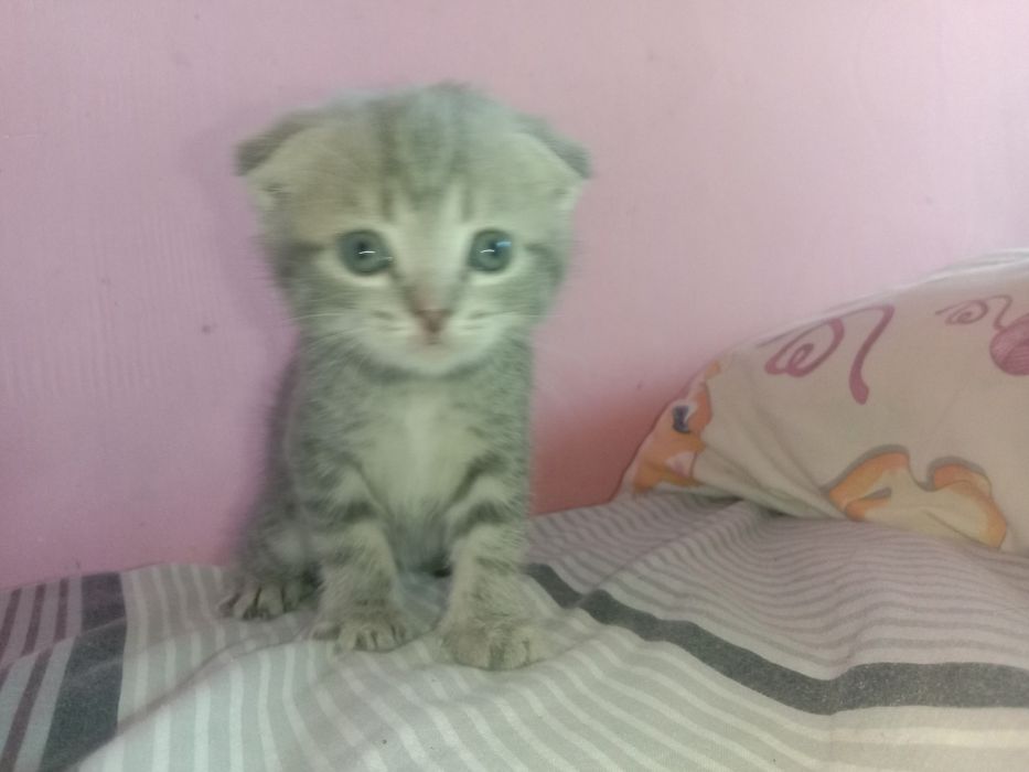 продам котят цена договорная