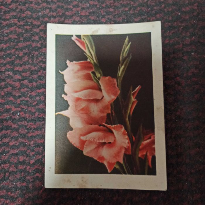 Старинная почтовая открытка карточка Гладиолусы Киев Украина 1957 г.