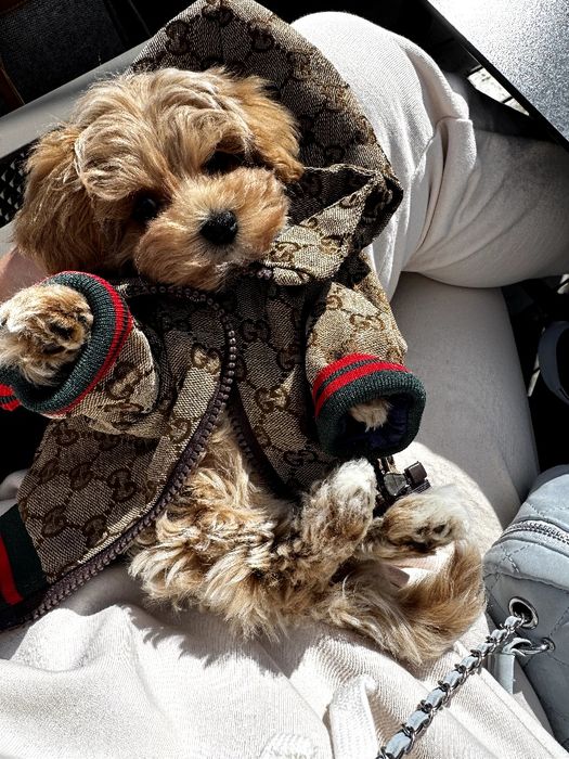 Мальтіпу дівчинка Ф1, maltipoo female mini F1