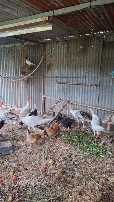 Perus caseiros criados at livre