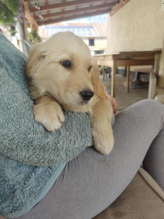 Golden Retriever rezerwacja