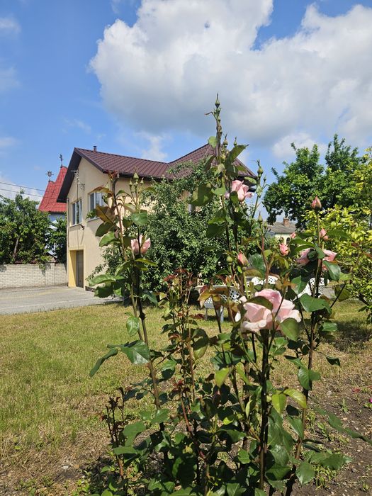 Сучасні просторі апартаменти в м. Кам'янець-Подільський. Власник!