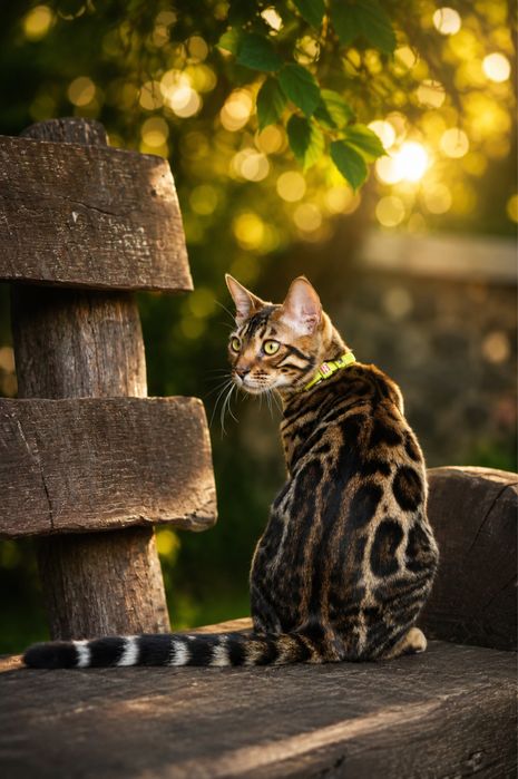 Бенгальская угольная кошка