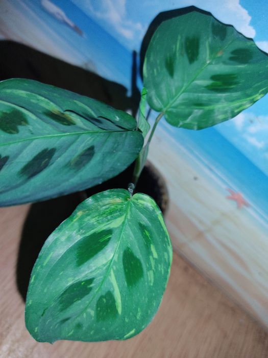 Калатея , монстера альба, строманта, аглонема