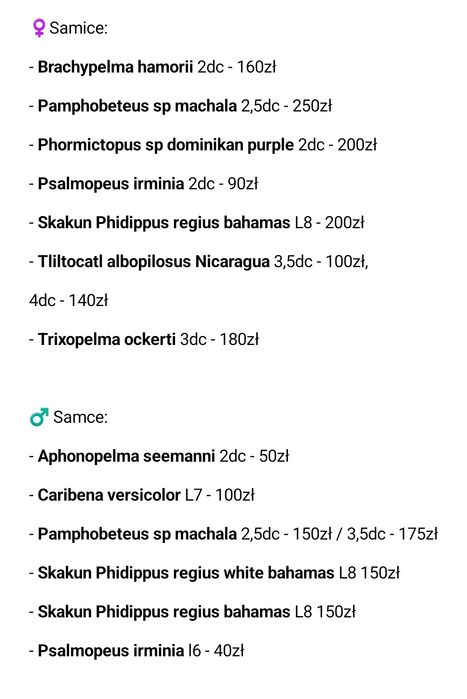 Zestaw Chromatopelma cyaneopubescens l3 +gotowy pojemnik i karaczany