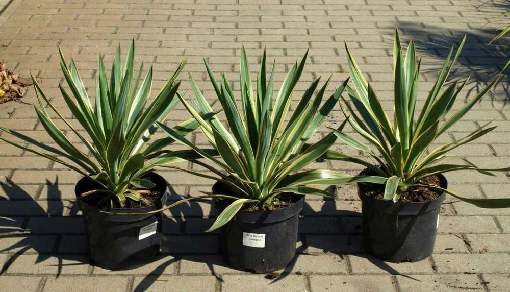 Juka gloriosa "Variegata", mrozoodporna, tworzy pień! Duże sadzonki.