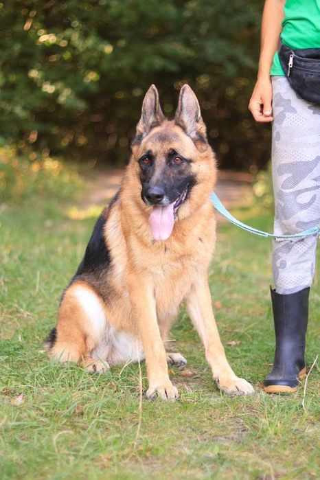 Negev - OWCZAREK niemiecki 5-letni, domowy, trzyma czystosc. [FILMIK]