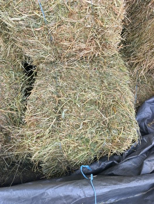 Продам тюки. Зерно. Кукурудза. Пшениця. Ячмінь