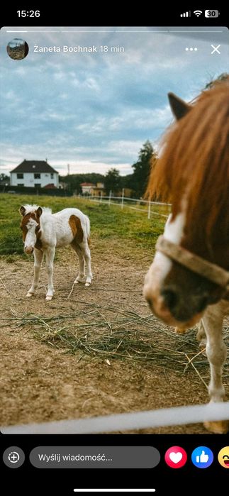 Sprzedam kucyka z paszportem