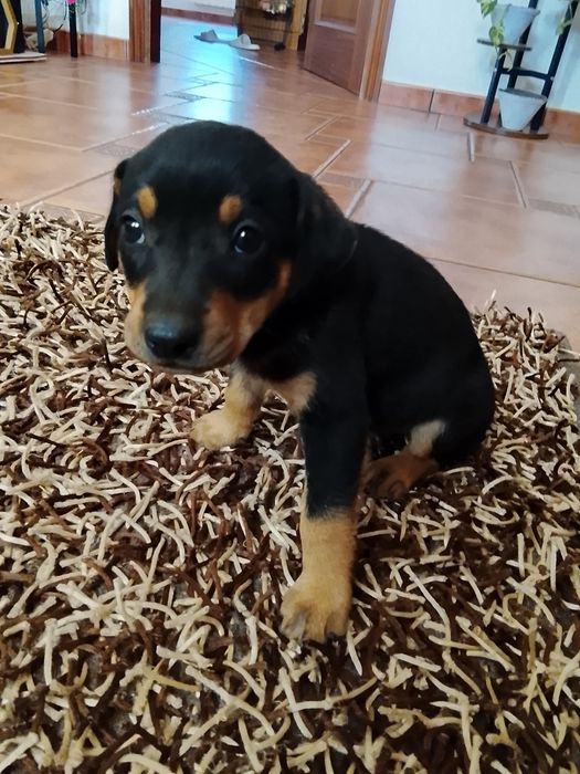 Cachorrinho macho para adoção
