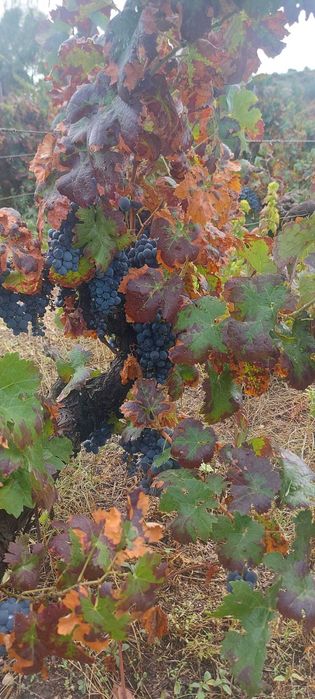 Uvas brancas e tintas para venda