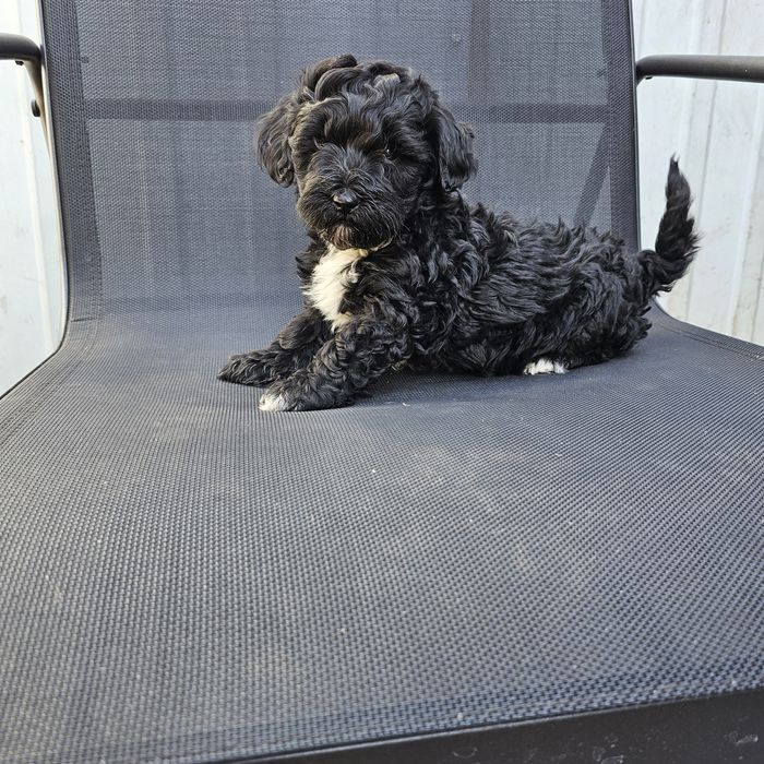 Мальчик мальтипу ф1 готов к переезду