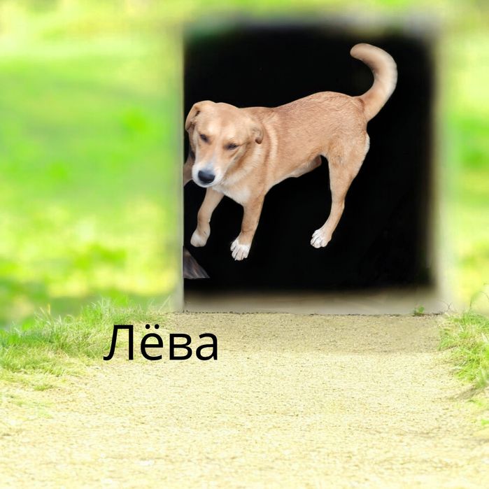 Красивые Щенки бесплатно