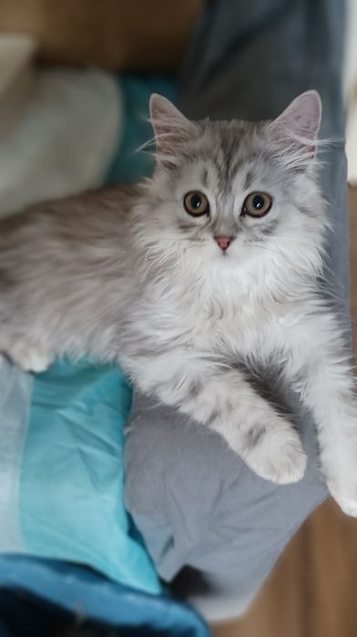 Шотланка мармурова , скотіш страйт, хлопчик 3 міс