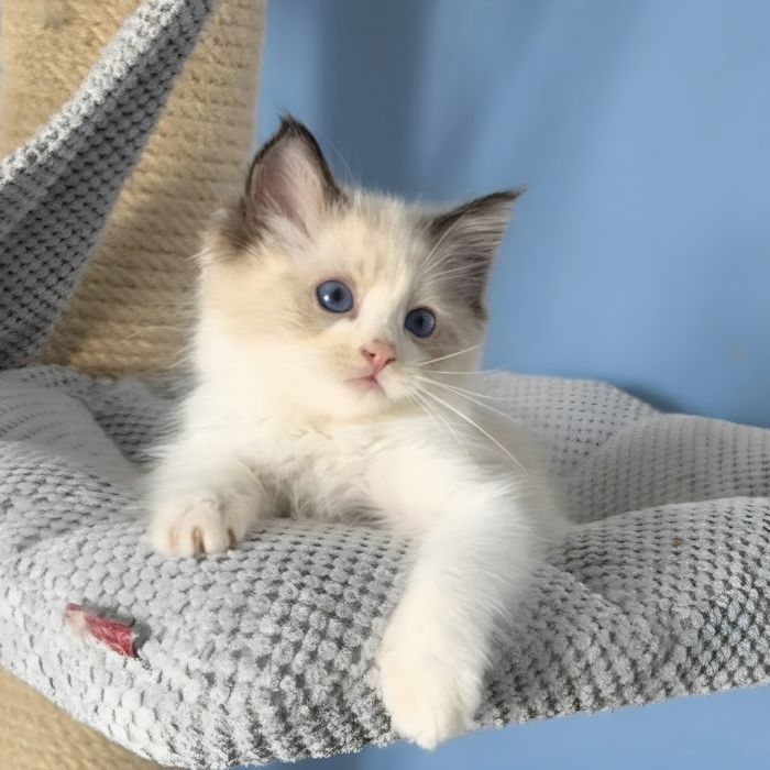 Kocurek ragdoll,wkrótce do odbioru