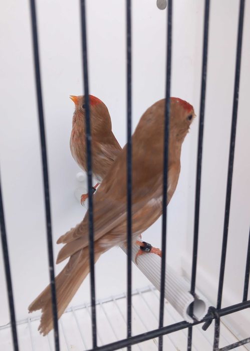 Machos de pintarroxo de queixo preto de mutação