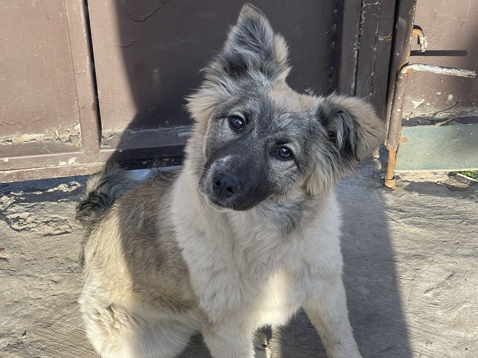 Собачка, девочка,отдам в хорошие руки