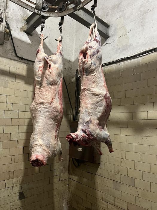 Баранина тушки вівці