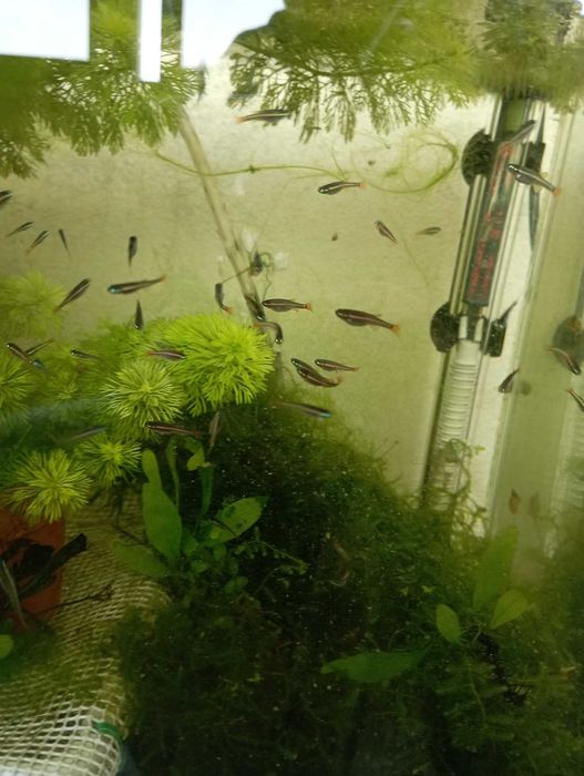 Néon Chinês (Tanichthys Albonubes)