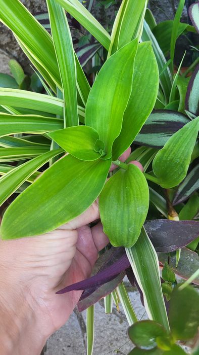 Традесканція велика великолиста зелена калізія