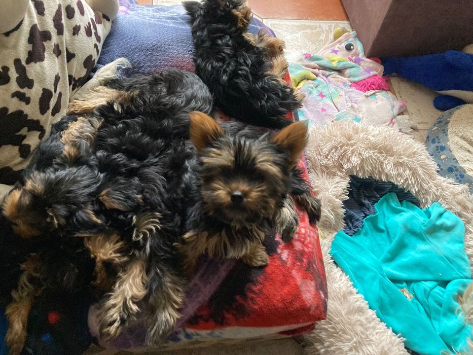 Смешные и озорные хулиганы