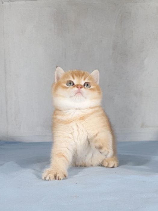 Шотландська золота шиншила