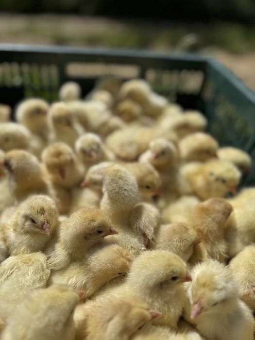 Петушки суточные, недельные