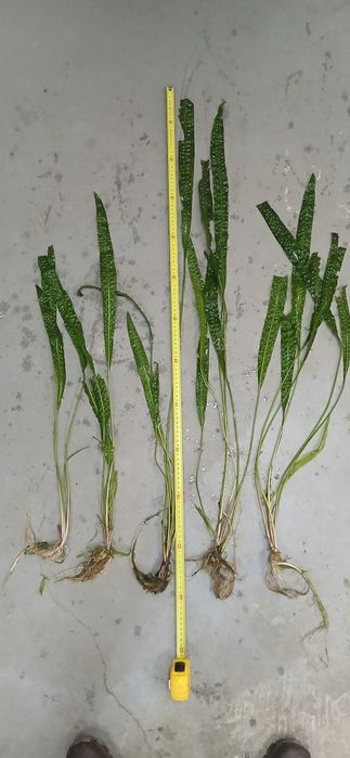 Roślina kryptokoryna karbowana