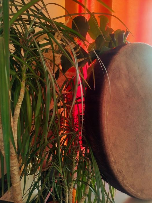 Шаманський бубен